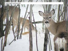 Enlarge photo 55