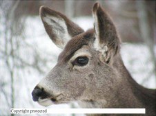 Enlarge photo 57