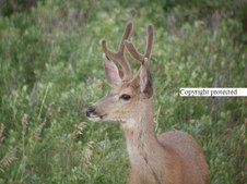 Enlarge photo 98