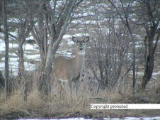 Enlarge photo 113