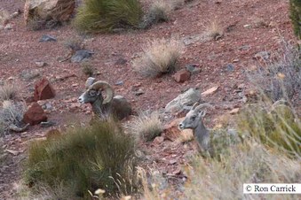 Enlarge photo 34