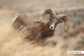 Desert Big Horn Sheep
