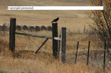 Enlarge photo 28