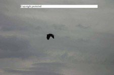 Enlarge photo 105