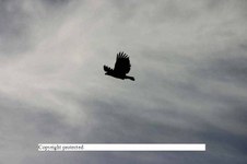 Enlarge photo 106