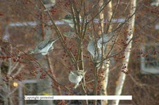 Enlarge photo 66