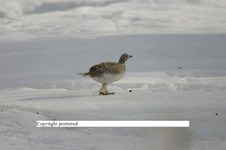 Enlarge photo 67