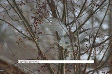 Enlarge photo 68