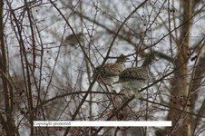 Enlarge photo 71
