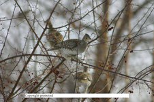Enlarge photo 72