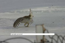 Enlarge photo 73