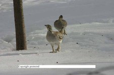 Enlarge photo 74