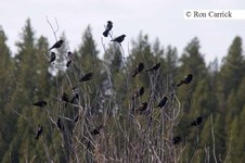 Enlarge photo 112
