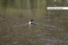 Enlarge photo 44
