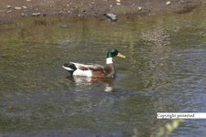 Enlarge photo 39