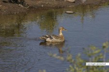 Enlarge photo 41