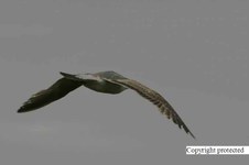 Enlarge photo 80