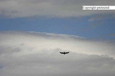 Enlarge photo 104