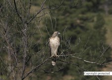 Enlarge photo 109