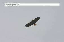 Enlarge photo 102