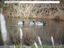 Enlarge photo 36