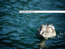 Enlarge photo 30