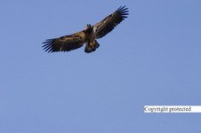 Enlarge photo 95