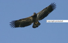 Enlarge photo 108