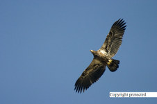 Enlarge photo 97