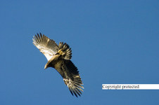 Enlarge photo 96