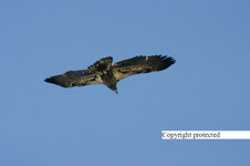 Enlarge photo 98