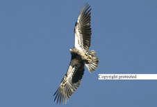 Enlarge photo 99