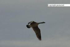 Geese, Ducks, Cane, Seagull, Eagle +