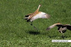 Enlarge photo 58
