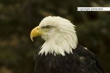 Enlarge photo 87