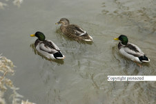 Enlarge photo 46