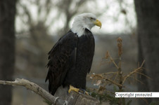 Enlarge photo 86