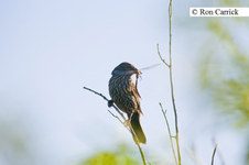 Enlarge photo 26