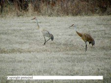 Enlarge photo 63
