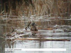 Enlarge photo 40