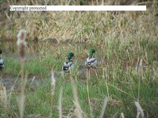 Enlarge photo 35