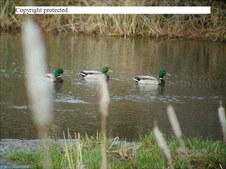 Enlarge photo 37