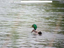 Enlarge photo 43