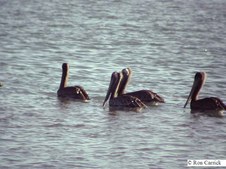 Enlarge photo 110