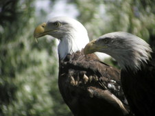 Enlarge photo 94