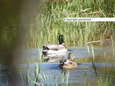 Enlarge photo 33