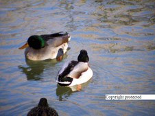 Enlarge photo 38