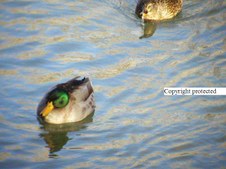 Enlarge photo 47