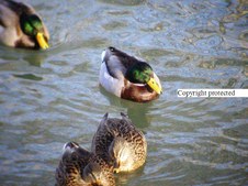 Enlarge photo 48