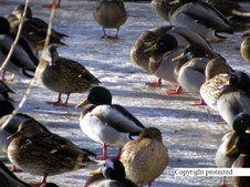 Enlarge photo 49